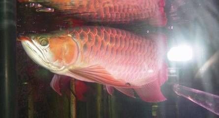 龍魚浮頭怎么回事：龍魚浮頭可能由多種因素引起，