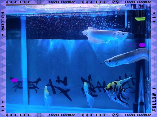銀龍魚嘴巴撞爛了怎么辦圖片大全視頻