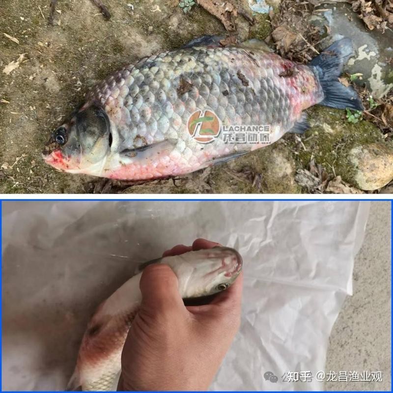 銀龍魚嘴巴撞爛了怎么辦圖片大全視頻