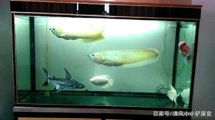 龍魚在哪里生活最好：關于龍魚最佳生活環境的詳細信息