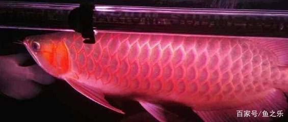 金龍魚從小到大發色過程：金龍魚發色過程