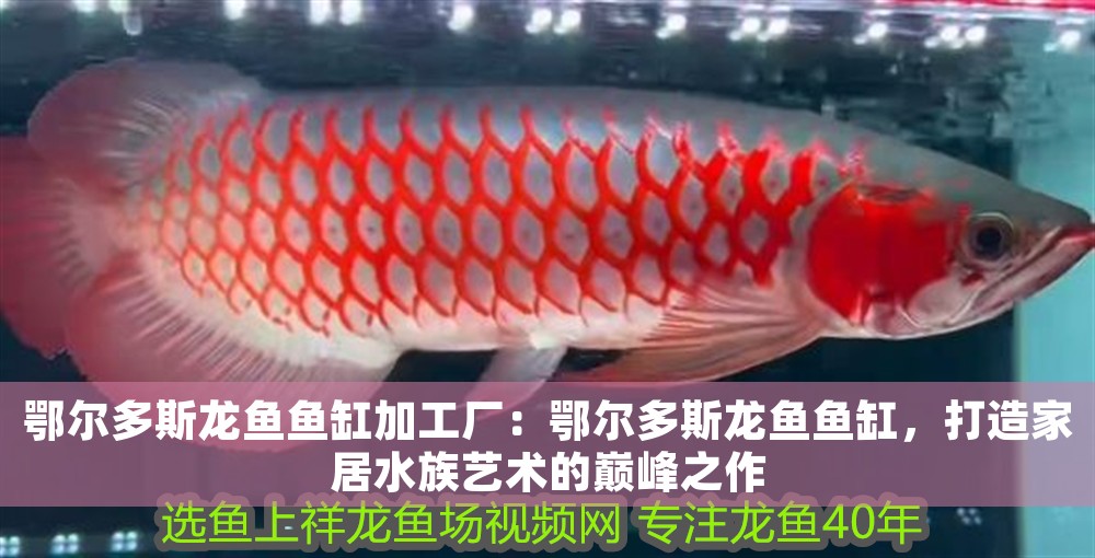 鄂爾多斯龍魚魚缸加工廠：鄂爾多斯龍魚魚缸，打造家居水族藝術的巔峰之作