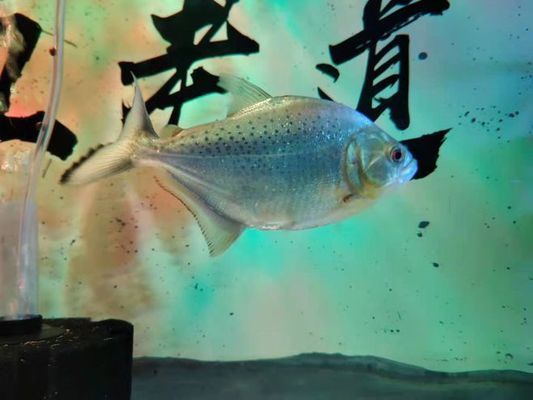 魚缸漂浮絮狀物：如何有效清理魚缸中的漂浮絮狀物