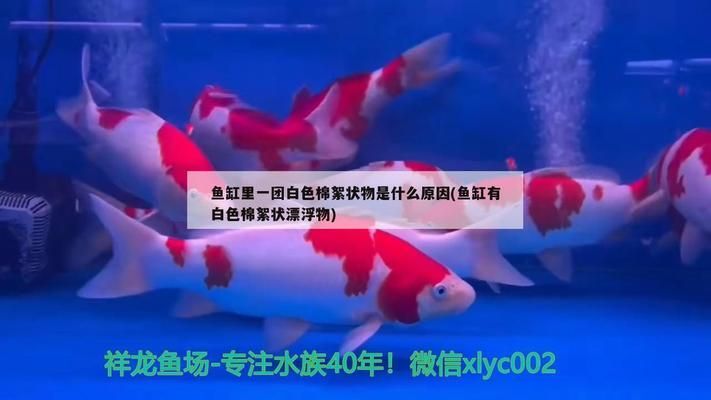 魚缸漂浮絮狀物：如何有效清理魚缸中的漂浮絮狀物