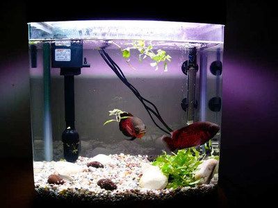 臥室魚缸的擺放位置：臥室擺放魚缸最佳擺放位置在風水學中是吉祥和有利于財運的方向