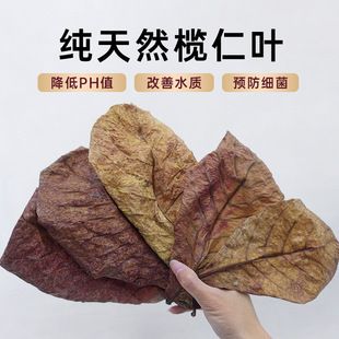 欖茵魚缸:欖茵魚缸市場銷量趨勢分析欖茵魚缸智能控制功能介紹 魚缸百科 第2張 欖茵魚缸:欖茵魚缸市場銷量趨勢分析欖茵魚缸智能控制功能介紹 欖茵魚缸:欖茵魚缸市場銷量趨勢分析欖茵魚缸智能控制功能介紹 魚缸百科 第2張