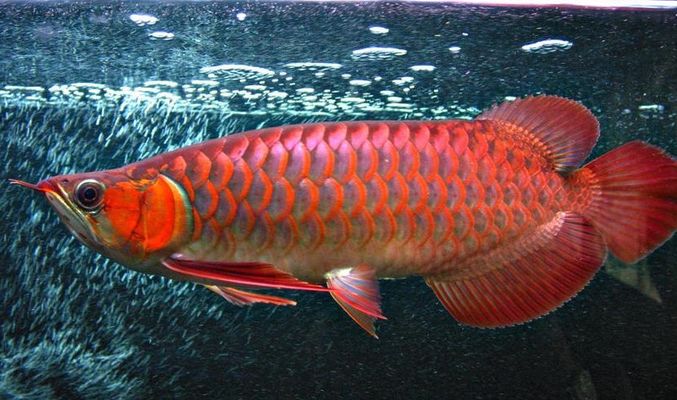 紅龍魚(yú)怎么買(mǎi)便宜：紅龍魚(yú)價(jià)格一般多少錢(qián)一條