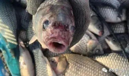 龍魚爛嘴病多久能治愈 龍魚爛嘴病多久能治愈 龍魚百科 第5張