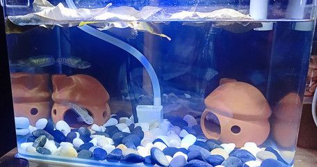 養雷龍魚用什么過濾好：養雷龍魚時選擇合適的過濾系統是非常重要的一步