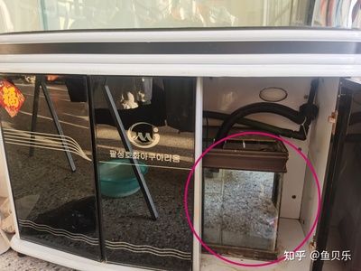 養雷龍魚用什么過濾好：養雷龍魚時選擇合適的過濾系統是非常重要的一步