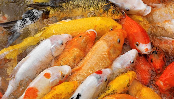 紅龍魚燈光使用方法圖解大全（紅龍魚燈光使用技巧詳解）