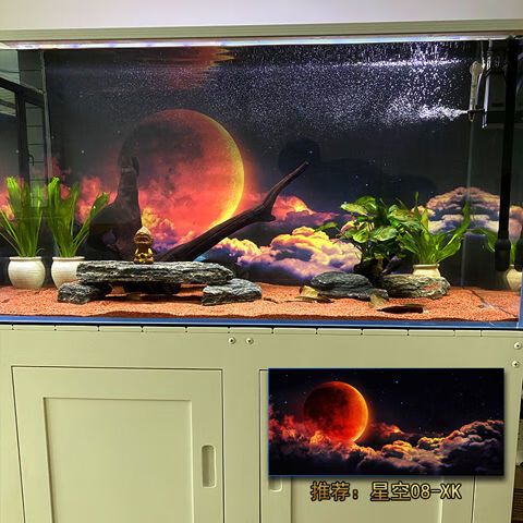 龍魚缸背景白色好還是黑色好看