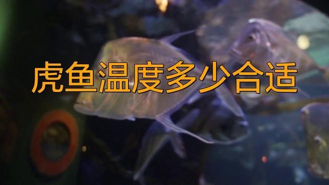 龍魚虎魚水溫多少適合養