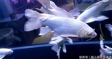 觀賞魚缸水渾怎么辦（觀賞魚缸水渾怎么辦,觀賞魚缸水渾是一個常見的問題）