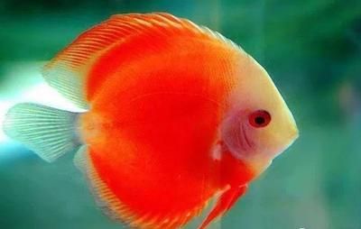 觀賞魚缸水渾怎么辦（觀賞魚缸水渾怎么辦,觀賞魚缸水渾是一個常見的問題）