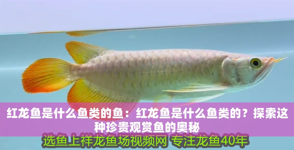紅龍魚是什么魚類的魚：紅龍魚是什么魚類的？探索這種珍貴觀賞魚的奧秘