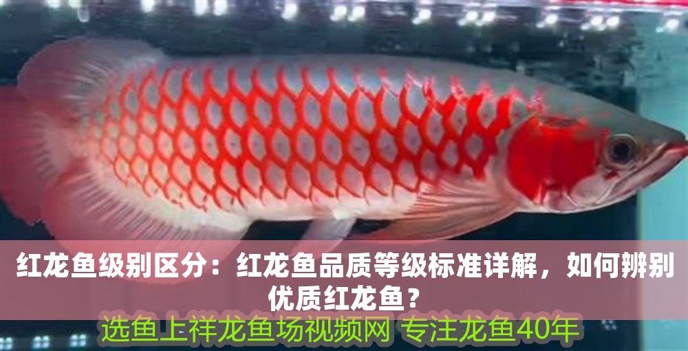 紅龍魚級別區(qū)分：紅龍魚品質(zhì)等級標準詳解，如何辨別優(yōu)質(zhì)紅龍魚？