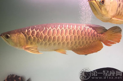 廣州市花都區(qū)新華珊珊水族館（廣州市花都區(qū)新華珊珊水族館電話）