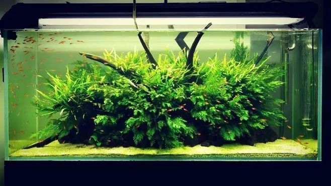 品牌龍魚缸排名前十（龍魚缸品牌有哪些？）