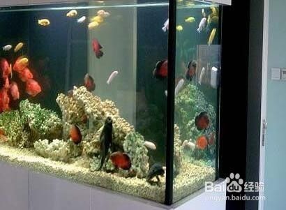 福州紅龍魚（福州紅龍魚與小型魚混養風險技巧，紅龍魚與小型魚混養風險）