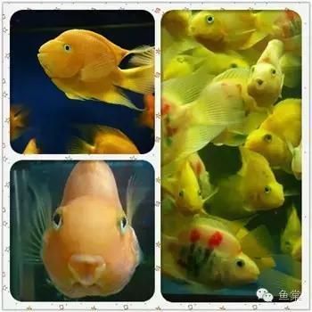 馬拉莫寶石魚最佳混養數量：馬拉莫寶石魚最佳混養數量探索和諧共處理想魚類配置
