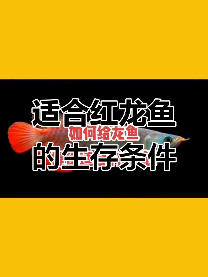 紅龍魚最佳飼養環境