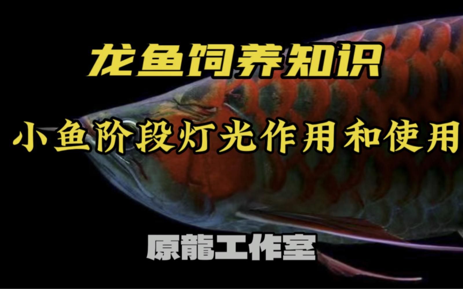 紅龍魚最佳飼養環境