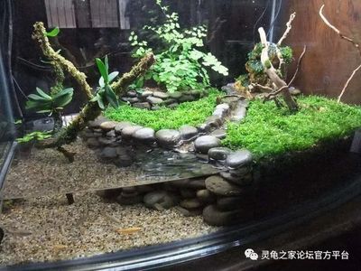 哈爾濱二手魚缸出售信息自制魚缸diy教程：二手魚缸交易注意事項自制魚缸diy教程