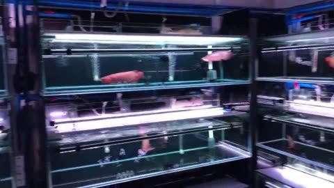 金龍魚原創(chuàng)視頻在線觀看