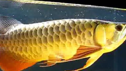 金龍魚原創(chuàng)視頻在線觀看