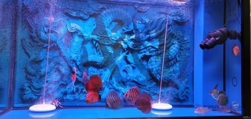 祥龍魚缸時間設置步驟詳解圖片：祥龍魚缸時間設置步驟詳解