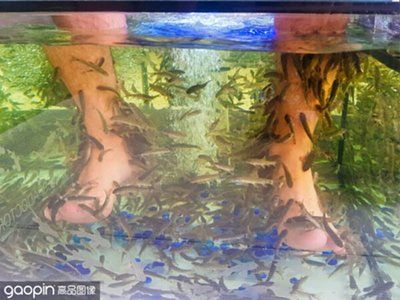 魚(yú)缸多久換水？（魚(yú)缸多久換水）