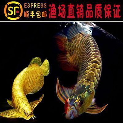 金龍魚實拍（金龍魚的飼養技巧有哪些金龍魚的市場價值如何）