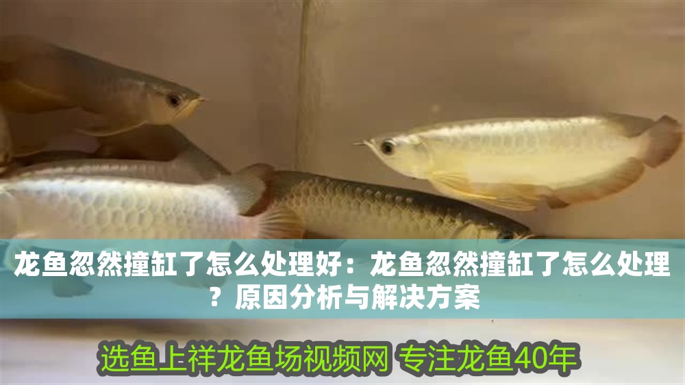 龍魚忽然撞缸了怎么處理好：龍魚忽然撞缸了怎么處理？原因分析與解決方案