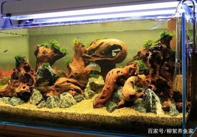 龍魚缸最低尺寸圖片，成年龍魚的魚缸最低尺寸應為100厘米寬、30厘米深