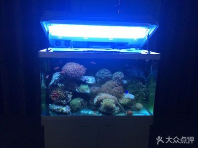 熱帶魚飼養指南熱帶魚飼養指南熱帶魚飼養指南熱帶魚飼養指南：如何打造一個多元素的魚缸造景