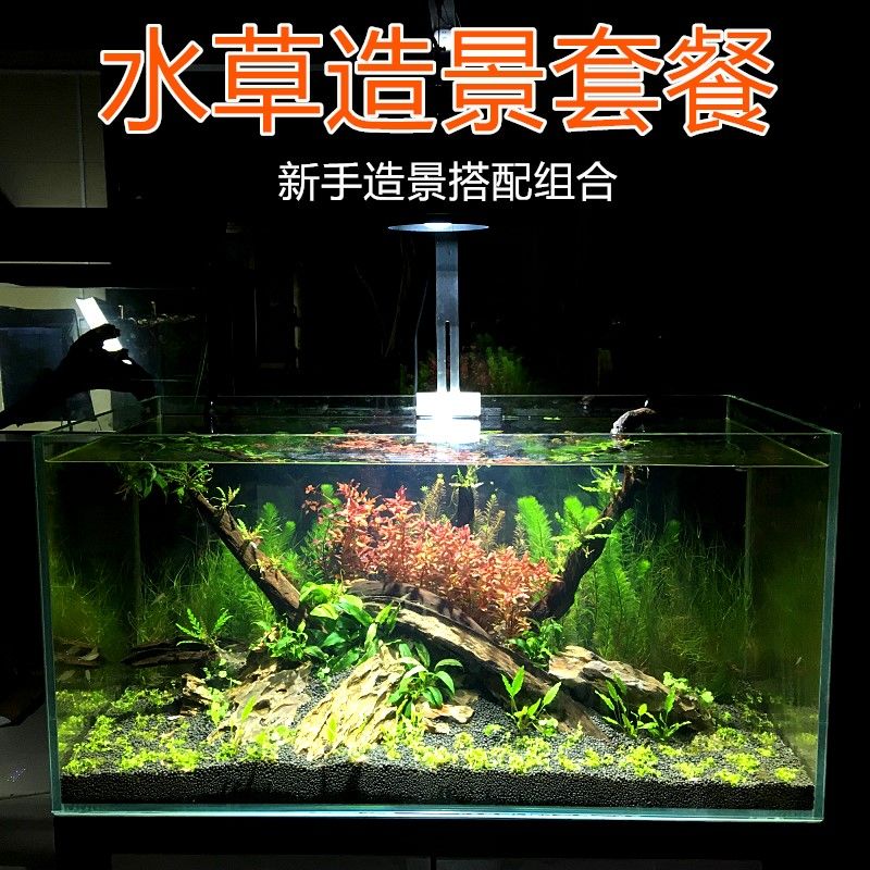 熱帶魚飼養指南熱帶魚飼養指南熱帶魚飼養指南熱帶魚飼養指南：如何打造一個多元素的魚缸造景