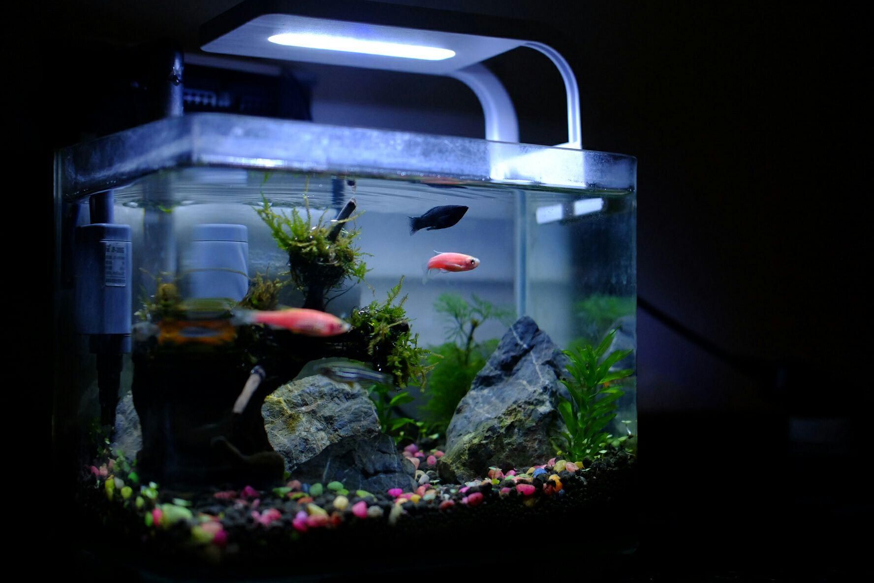 觀景小魚缸清理方法視頻（觀賞魚養護全攻略）