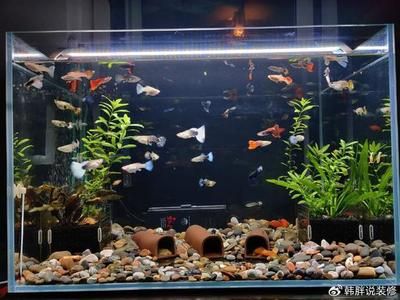 觀景小魚缸清理方法視頻（觀賞魚養護全攻略）