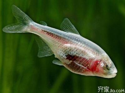 觀賞魚缸如何消毒最好（關(guān)于魚缸消毒的幾種誤區(qū)） 觀賞魚缸如何消毒最好（關(guān)于魚缸消毒的幾種誤區(qū)） 魚缸百科 第2張