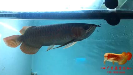 孟吉爾龍魚在哪里購買（孟吉爾龍魚可以通過多種渠道購買孟吉爾龍魚的途徑）