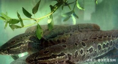 黑魚怎么養(yǎng)在魚缸里面（烏鱧在魚缸中養(yǎng)殖黑魚需要注意以下幾個(gè)方面）