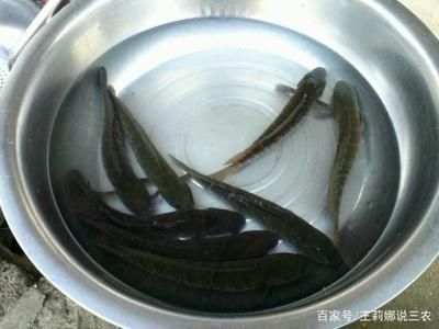 黑魚怎么養(yǎng)在魚缸里面（烏鱧在魚缸中養(yǎng)殖黑魚需要注意以下幾個(gè)方面）