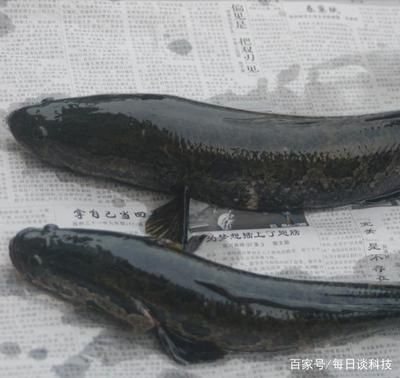 黑魚怎么養(yǎng)在魚缸里面（烏鱧在魚缸中養(yǎng)殖黑魚需要注意以下幾個(gè)方面）