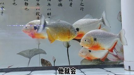 魚缸白膜的科學(xué)解釋：底濾魚缸出現(xiàn)白膜可能是由多種因素引起的