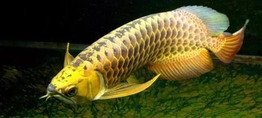 龍魚哪里好（印度尼西亞和印度尼西亞的龍魚產地的詳細信息）