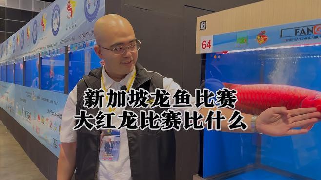 龍魚比賽有哪些評分標(biāo)準(zhǔn)？