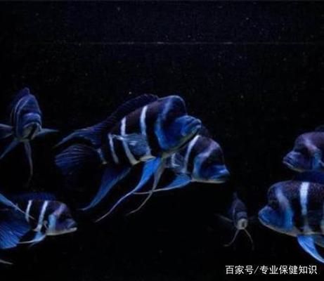 薩伊藍魚缸背景紙：薩伊藍魚缸的背景紙設計