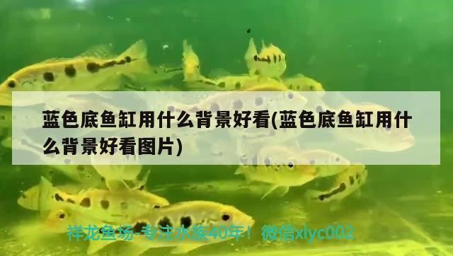 薩伊藍魚缸背景紙：薩伊藍魚缸的背景紙設計