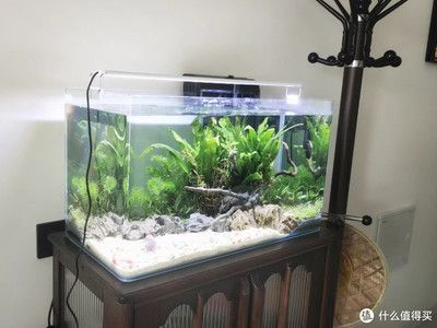 生態魚缸的科學原理：如何構建一個魚缸生態系統